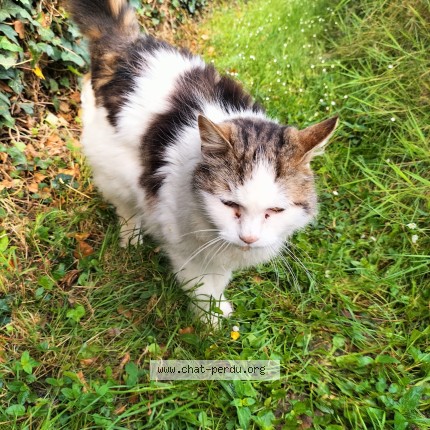Photo de chat trouvé à Bussy Saint Georges