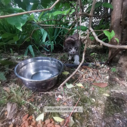 Photo de chat trouvé à Montpellier