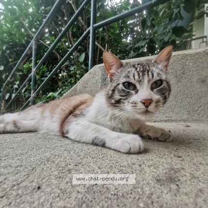 Photo 1/2 Chat trouvé Trouvé à Montpellier