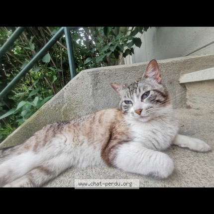 Photo 2/2 Chat trouvé Trouvé à Montpellier
