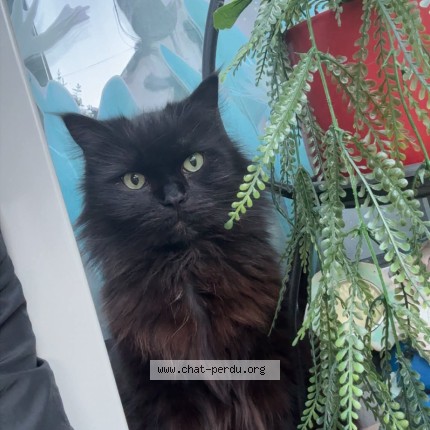 Photo de chat perdu à Tours