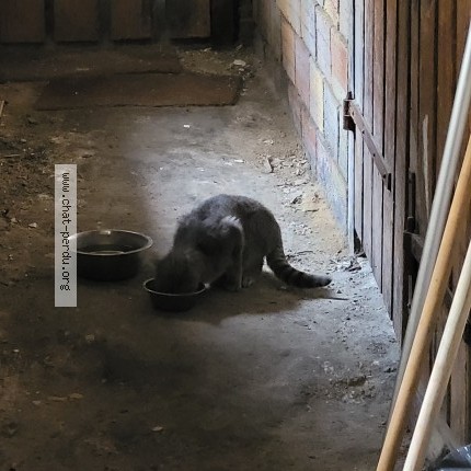 Photo de chat trouvé à Carrieres Sur Seine