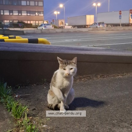 Photo 1/1 Chat trouvé Trouvé à Tremblay En France