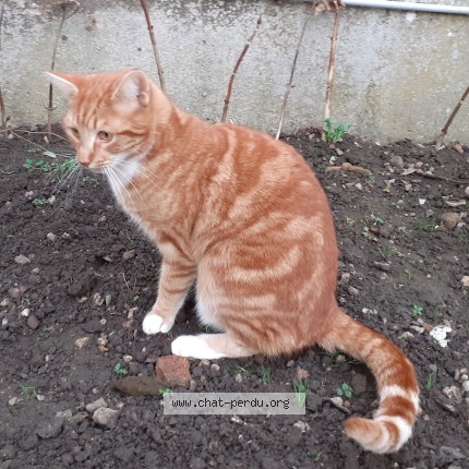 Photo 1/1 Chat retrouvé Perdu à Durtal