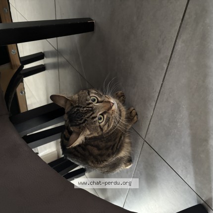 Photo de chat trouvé à Gosnay