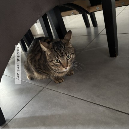 Photo 1/1 Chat trouvé Trouvé à Gosnay