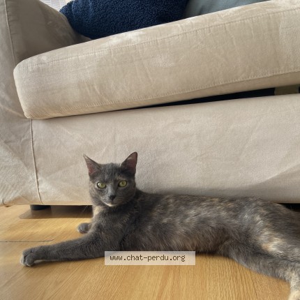 Photo de chat perdu à Marseille