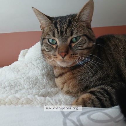 Photo 1/1 voyou Chat perdu à Longueville Sur Scie