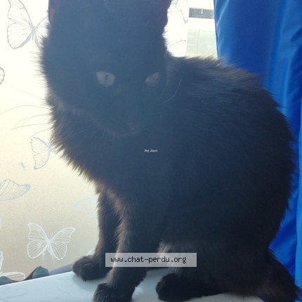 Photo de chat perdu à St Nazaire