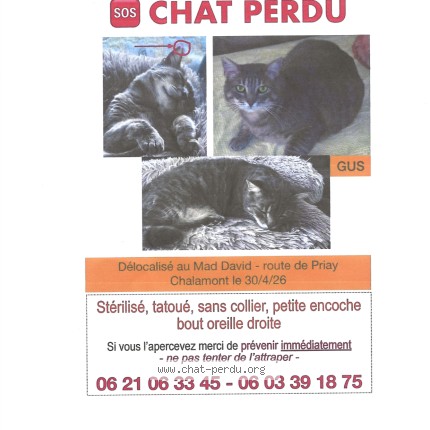 Photo de chat perdu à Chatenay