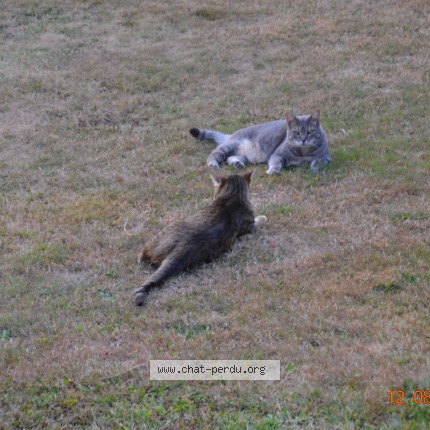 Photo 1/1 Chat retrouvé Perdu à Chatenay