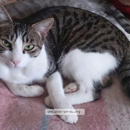 Photo de chat perdu à Entraygues Sur Truyere