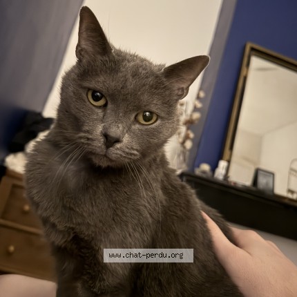 Photo de chat perdu à Marquette Lez Lille