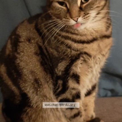 Photo de chat perdu à Tours