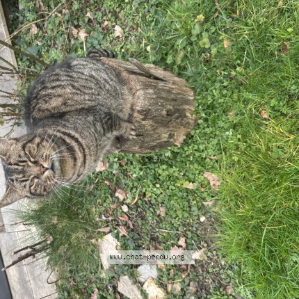 Photo de chat perdu à Francheville