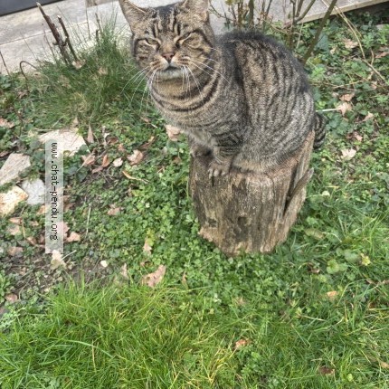 Photo 1/1 Tibo Chat perdu à Francheville