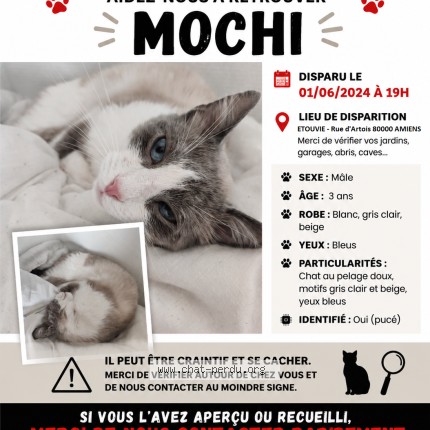 Photo de chat perdu à Amiens