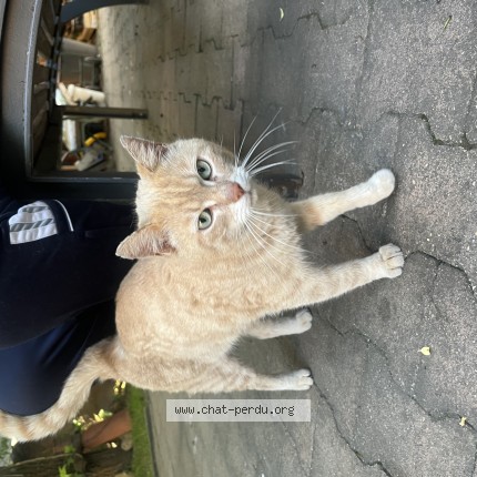 Photo de chat trouvé à Francheville