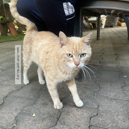 Photo 1/1 Chat trouvé Trouvé à Francheville