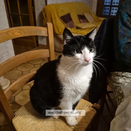 Photo 1/1 KROKMOU Chat perdu à Toulouse
