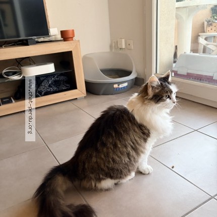 Photo 1/1 chipie Chat perdu à Juvignac