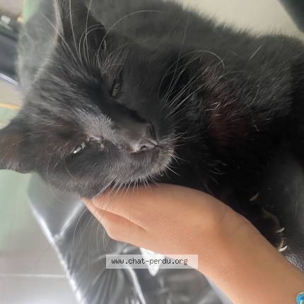 Photo 1/1 Roméo Chat perdu à Trignac