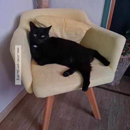 Photo de chat perdu à Montsurs