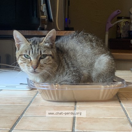 Photo de chat perdu à Orgueil