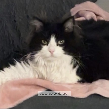 Photo de chat perdu à Aigrefeuille