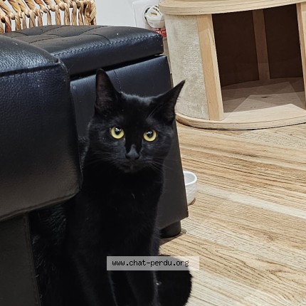 Photo 1/1 bagheera Chat perdu à Vaujours