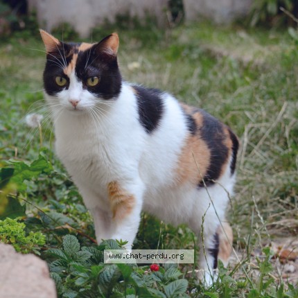 Photo 1/1 Chat retrouvé Perdu à Saint Michel Sur Orge