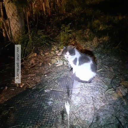 Photo 1/1 Chat trouvé Trouvé à Nanterre