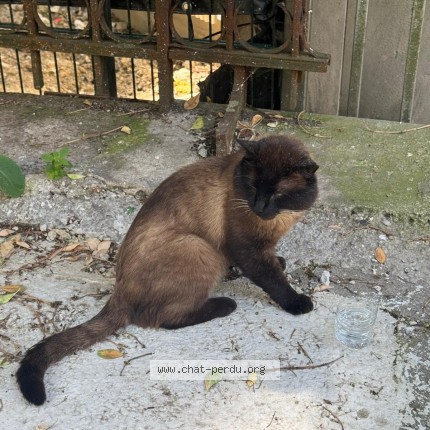 Photo 1/1 Chat trouvé Trouvé à Paris