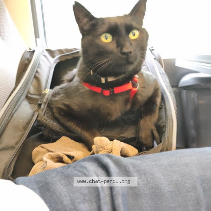 Photo 1/1 Tozy Chat perdu à Clamart