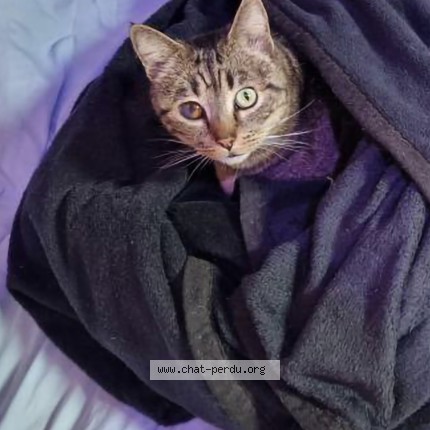 Photo 1/1 Féfé Chat perdu à Angers