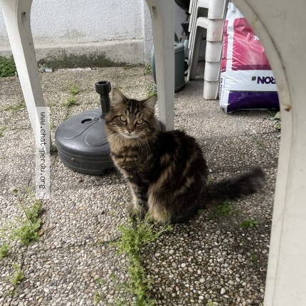 Photo 1/1 Chat retrouvé Perdu à Argenteuil