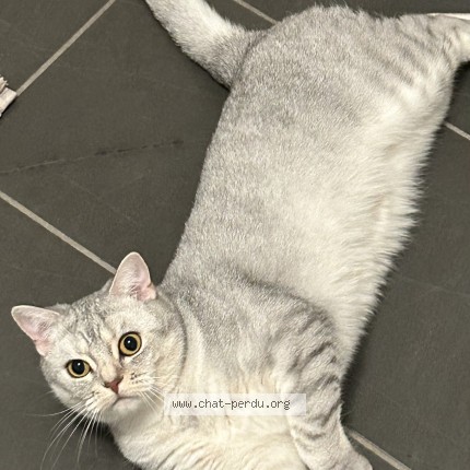 Photo de chat perdu à Montreal