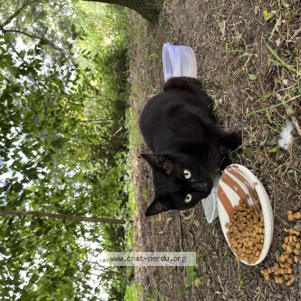 Photo 1/1 Chat trouvé Trouvé à Bousbecque