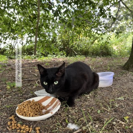 Photo 1/1 Chat trouvé Trouvé à Bousbecque