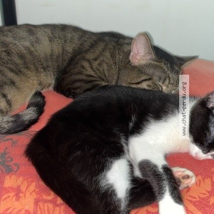 Photo 2/4 oreo Chat perdu à Roubaix