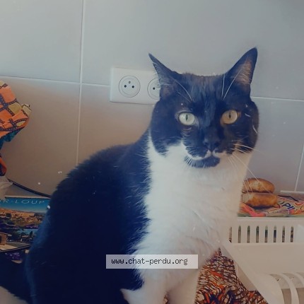 Photo 1/1 OREO Chat perdu à Marseille
