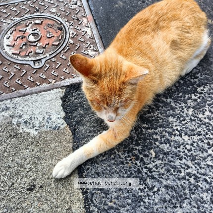 Photo 1/1 Chat retrouvé Trouvé à Bordeaux