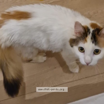 Photo 1/1 Adélaïde Chat perdu à Toulouse