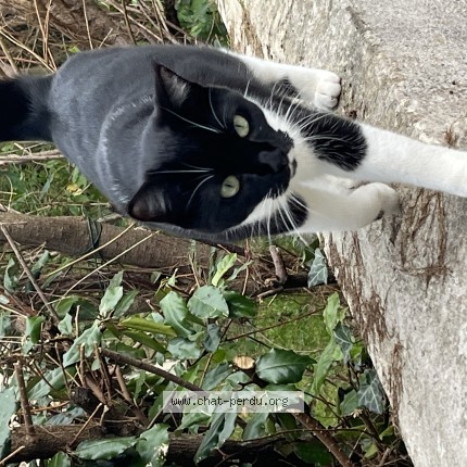 Photo de chat perdu à Saint Medard En Jalles
