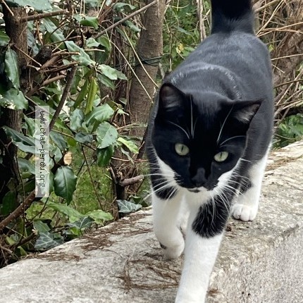 Photo 1/1 ZAZIE Chat perdu à Saint Medard En Jalles