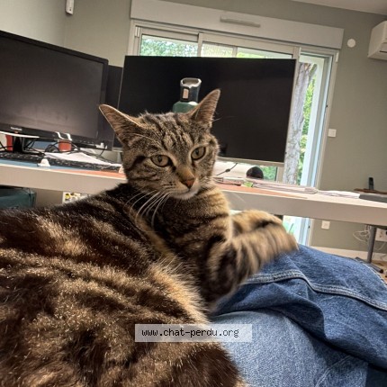 Photo de chat trouvé à Toulouse