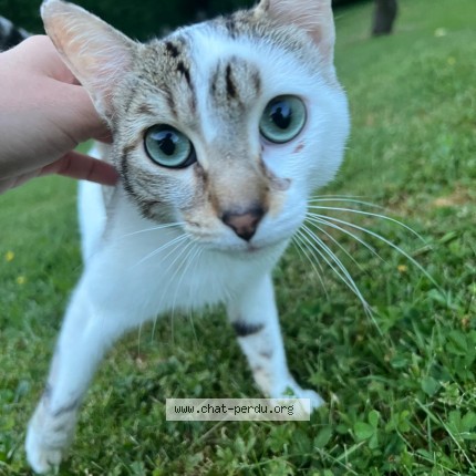 Photo 1/1 Chat trouvé Trouvé à Bretigny Sur Orge
