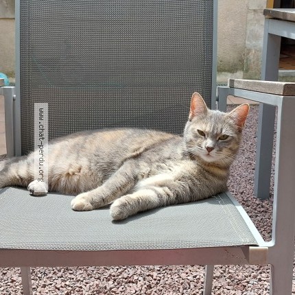 Photo 1/1 Arwen Chat perdu à Le Mans