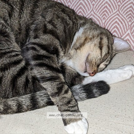 Photo 2/2 itachi Chat perdu à Villetaneuse