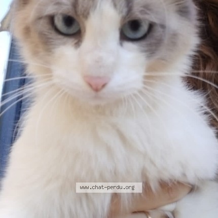 Photo de chat perdu à Tournon Sur Rhone